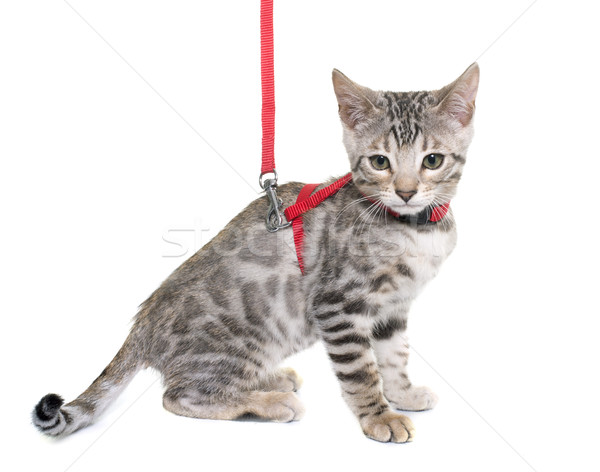 silver bengal kitten and harness Stock photo © cynoclub