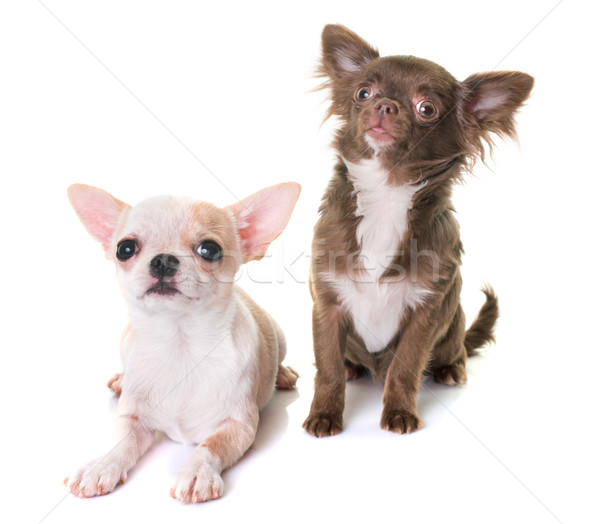 puppies chihuahua in studio Stock photo © cynoclub