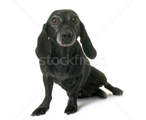 old black dachshund Stock photo © cynoclub