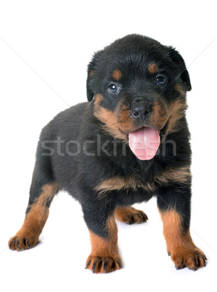 Stok fotoğraf: Köpek · yavrusu · rottweiler · stüdyo · beyaz · köpek · siyah