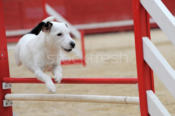Terrier mozgékonyság portré fajtiszta verseny kutya Stock fotó © cynoclub