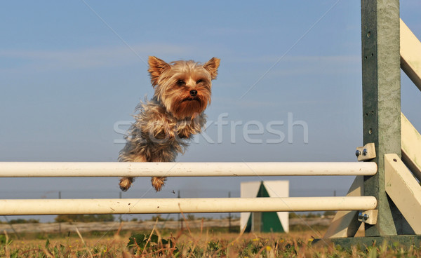 Saltando yorkshire pequeno terrier dia Foto stock © cynoclub