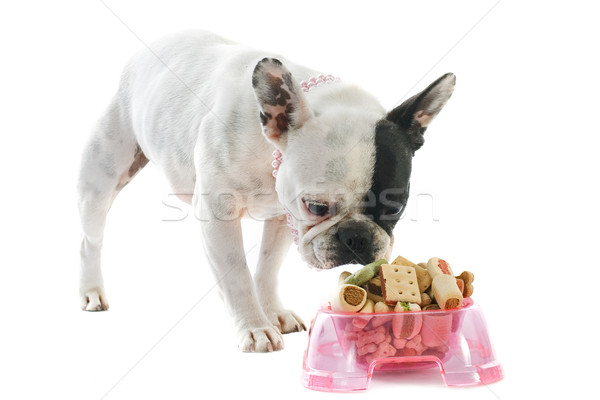french bulldog and pet food Stock photo © cynoclub