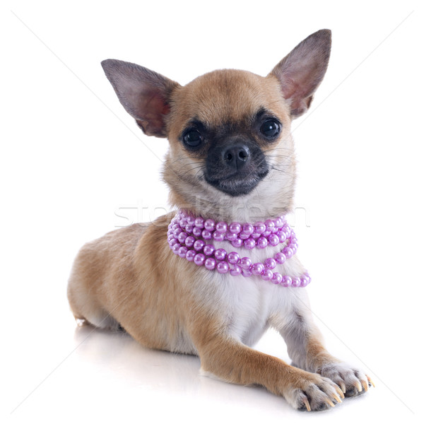 puppy chihuahua and collar Stock photo © cynoclub