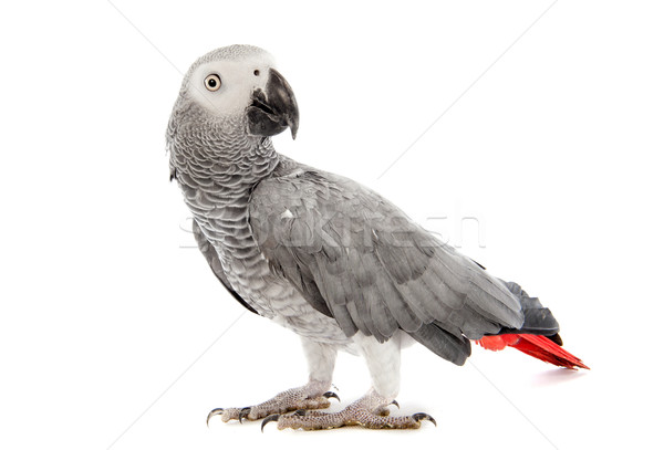 African Grey Parrot  Stock photo © cynoclub