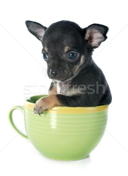 Chiot jeunes tasse animal une fond blanc [[stock_photo]] © cynoclub