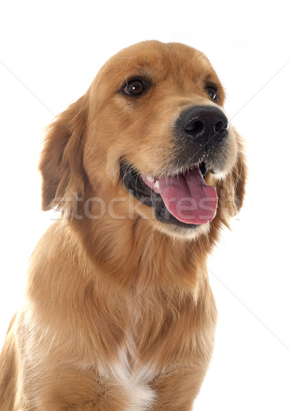 young golden retriever Stock photo © cynoclub