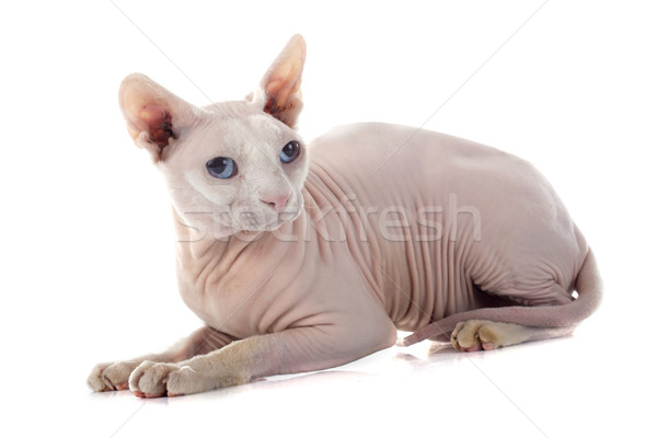 Sfinks bezwłosy kot biały Zdjęcia stock © cynoclub