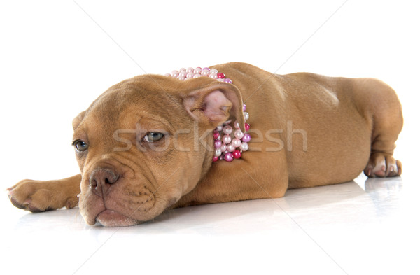 Cachorro edad Inglés bulldog blanco animales Foto stock © cynoclub