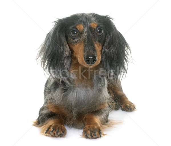 dachshund  in studio Stock photo © cynoclub