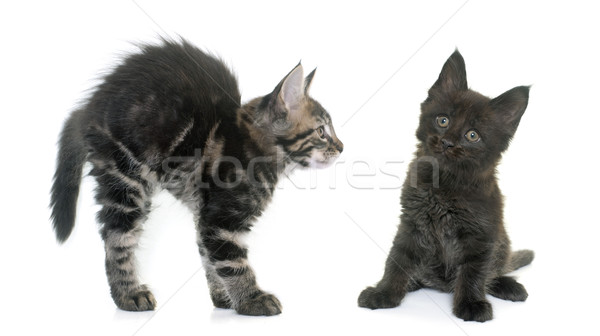 Stockfoto: Maine · kitten · witte · kat · studio · spelen