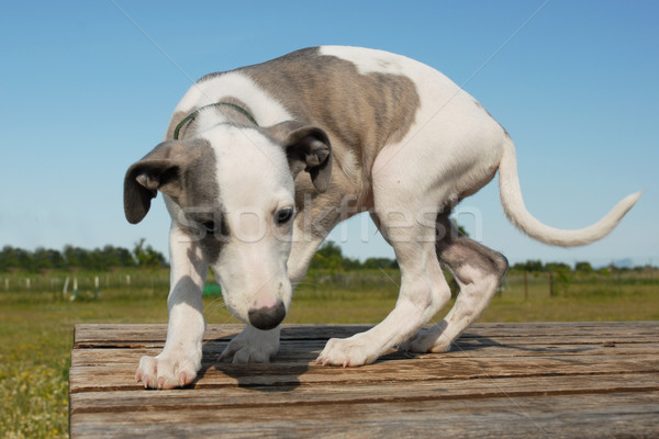 puppy whippet Stock photo © cynoclub