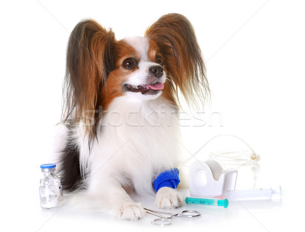 Jungen Hund krank weiß Chirurgie Haustier Stock foto © cynoclub