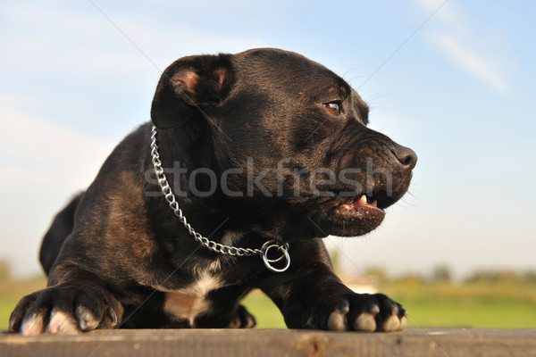 staffordshire bull terrier Stock photo © cynoclub