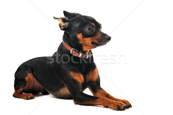 Miniatur Porträt reinrassig Hund weiß Tier Stock foto © cynoclub