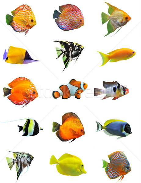 Groupe blanche poissons mer orange Photo stock © cynoclub