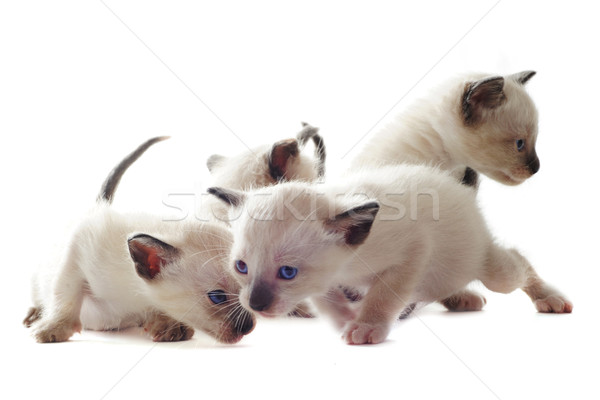 Siamese kitten Stock photo © cynoclub