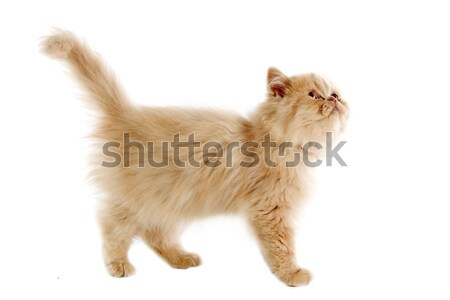 子猫 白 猫 徒歩 小さな 頭 ストックフォト © cynoclub