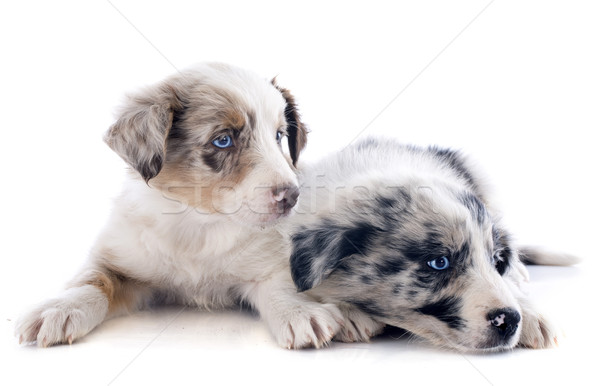 Puppies Border Collie Stock Photo C Cynoclub Stockfresh