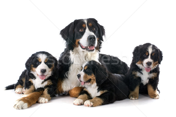 Cuccioli adulto cane bovaro del bernese bianco madre Foto d'archivio © cynoclub