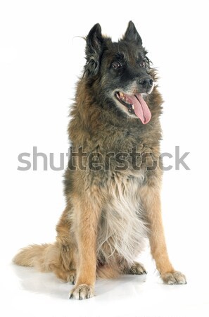 old belgian shepherd Stock photo © cynoclub