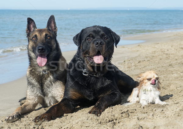 Stok fotoğraf: üç · köpekler · plaj · rottweiler · deniz · grup