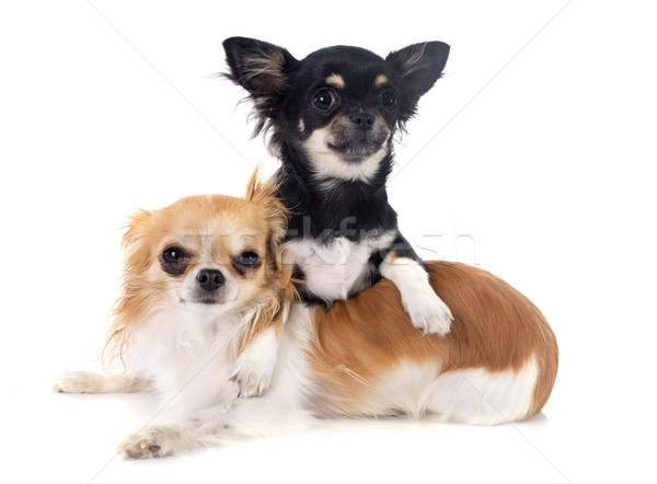 puppy and adult chihuahua Stock photo © cynoclub