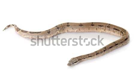 young boa constrictor Stock photo © cynoclub