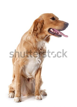 young golden retriever Stock photo © cynoclub