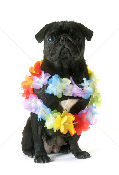 black pug and flower collar Stock photo © cynoclub