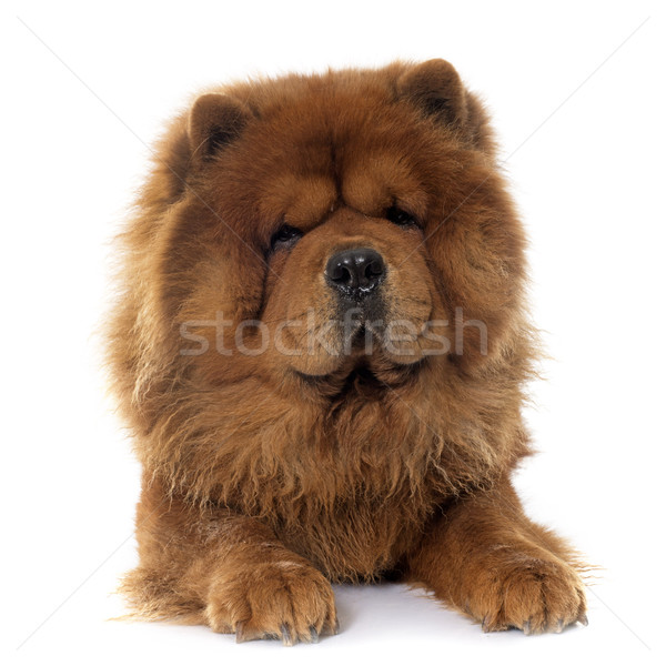 chow chow dog Stock photo © cynoclub