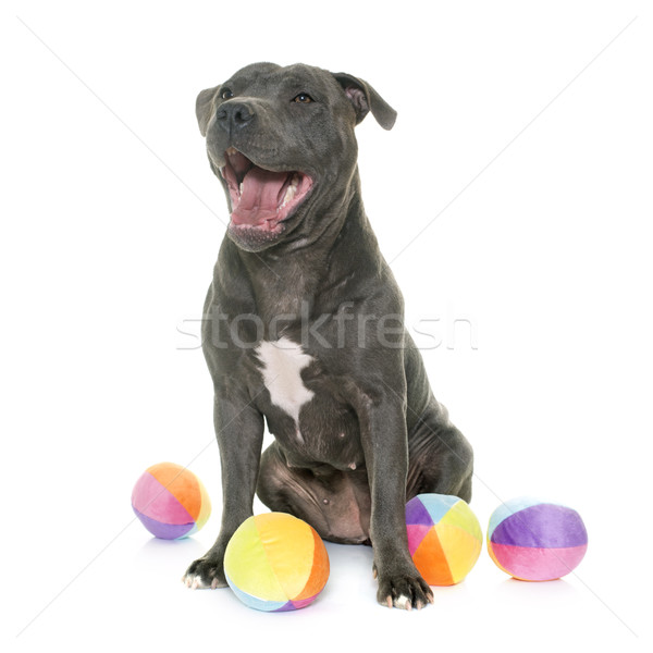 Foto stock: Touro · terrier · branco · azul · bola · dentes