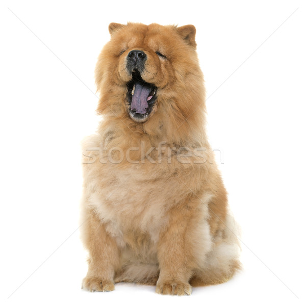 chow chow yawning Stock photo © cynoclub