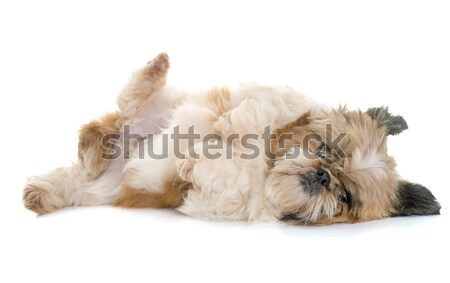 female shih tzu  Stock photo © cynoclub