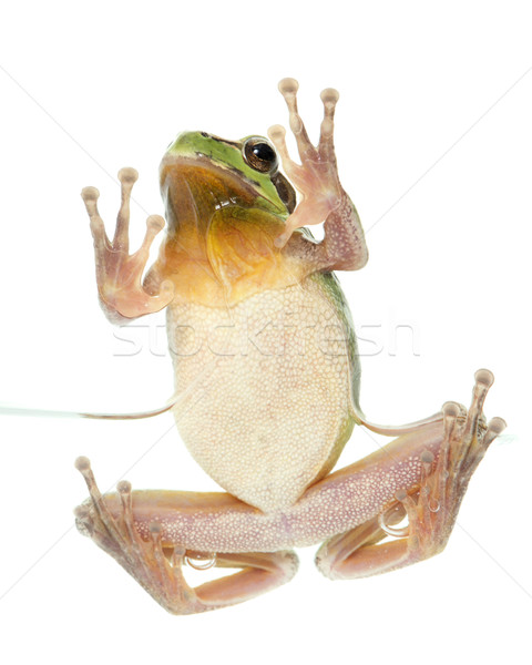 European tree frog Stock photo © cynoclub