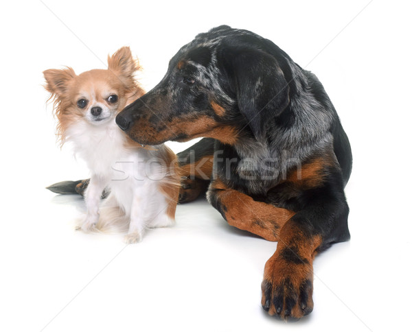 young beauceron and chihuahua Stock photo © cynoclub