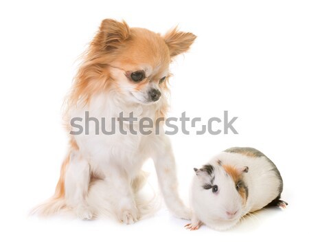 豚鼠 狗 朋友 小狗 寵物 白色背景 商業照片 © cynoclub