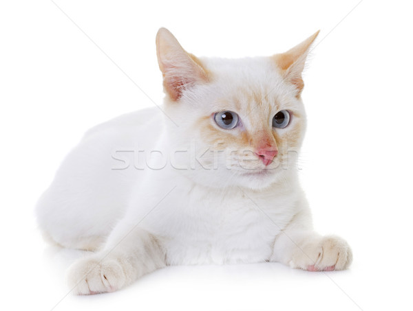 Stock photo: white kitten in studio