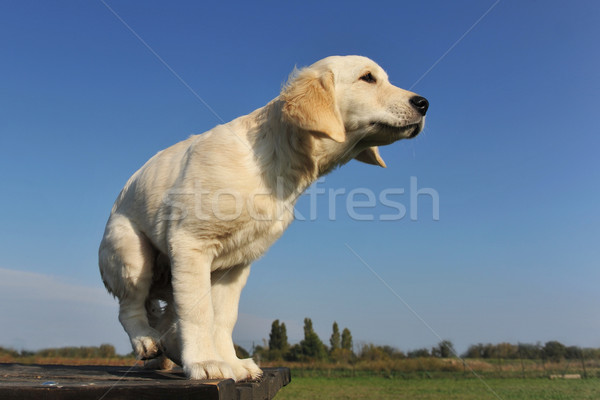 Kutyakölyök golden retriever fajtiszta asztal kint kutya Stock fotó © cynoclub