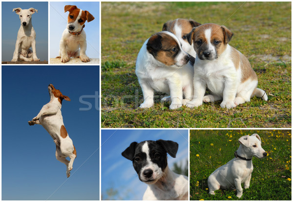 Jack Russel terrier Stock photo © cynoclub