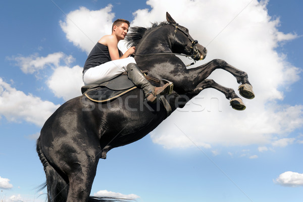 rearing horse Stock photo © cynoclub