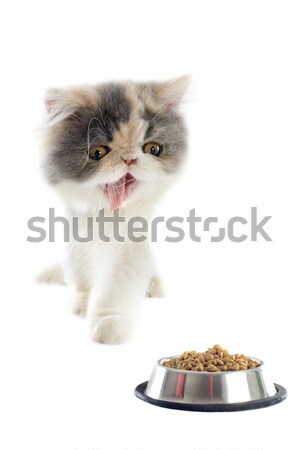 maine coon cat and cat food Stock photo © cynoclub