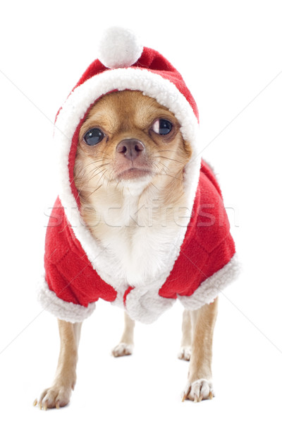 Portret christmas witte hond dier studio Stockfoto © cynoclub