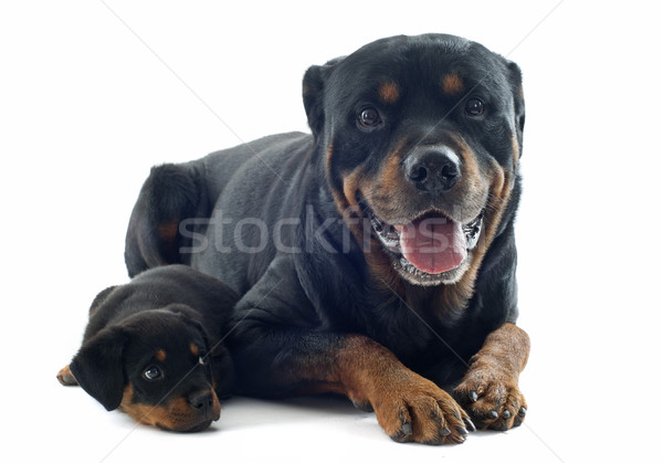 Portre rottweiler köpek yavrusu yetişkin beyaz Stok fotoğraf © cynoclub