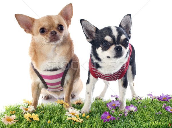 Foto stock: Retrato · cute · cachorros · hierba · perros