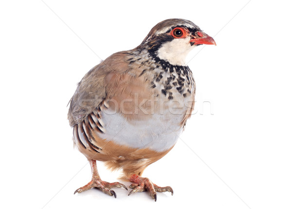 Stock photo: French Partridge, Alectoris rufa