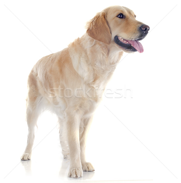 Golden retriever witte hond studio huisdier Stockfoto © cynoclub