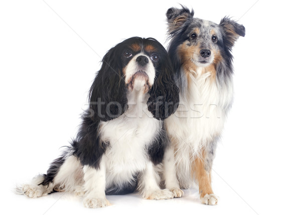 shetland dog and cavalier king charles Stock photo © cynoclub