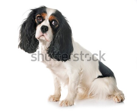 Vos terriër portret witte hond Stockfoto © cynoclub