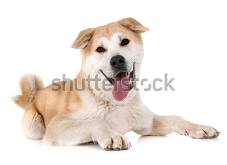 golden retriever Stock photo © cynoclub